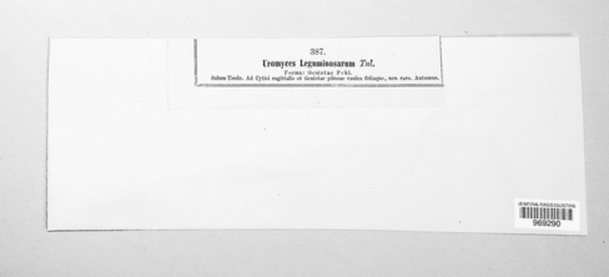 Uromyces leguminosarum image